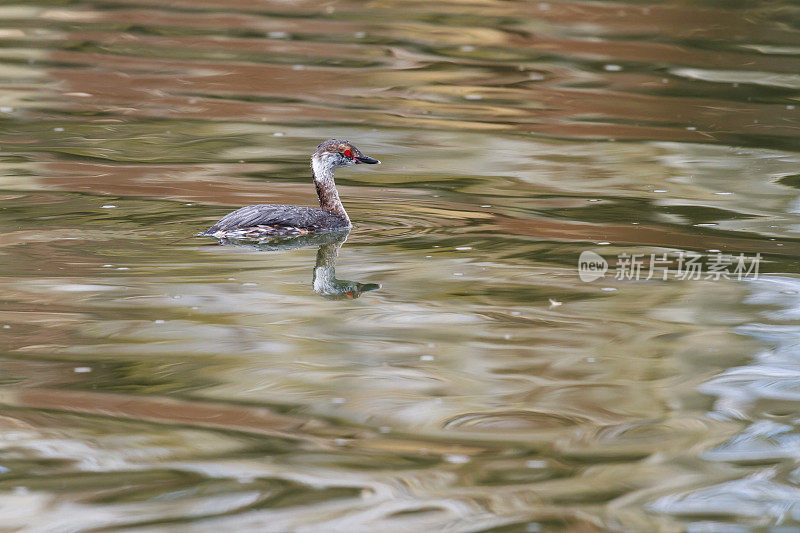 角鸊螈(Podiceps auritus)进入繁殖羽毛